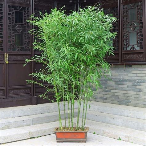 家里种竹子好吗